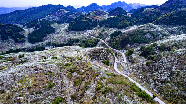 重庆渝北印盒李花