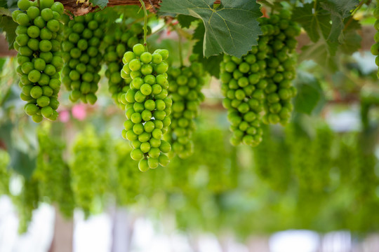葡萄农庄的绿色葡萄