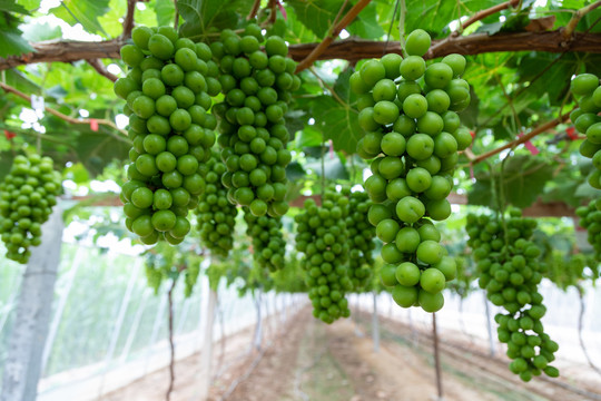 葡萄农庄的绿色葡萄