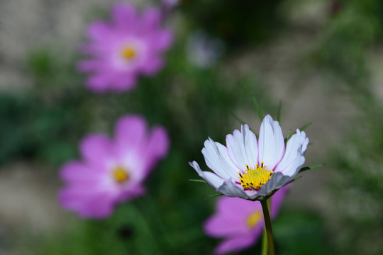 优雅的格桑花