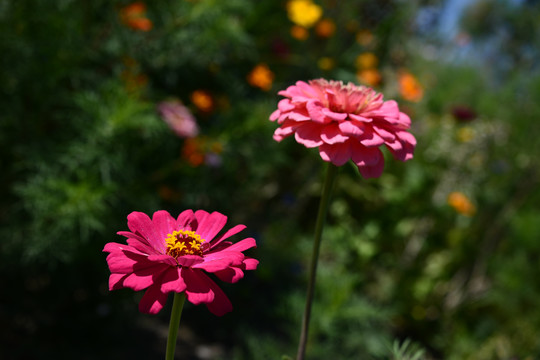 百日菊