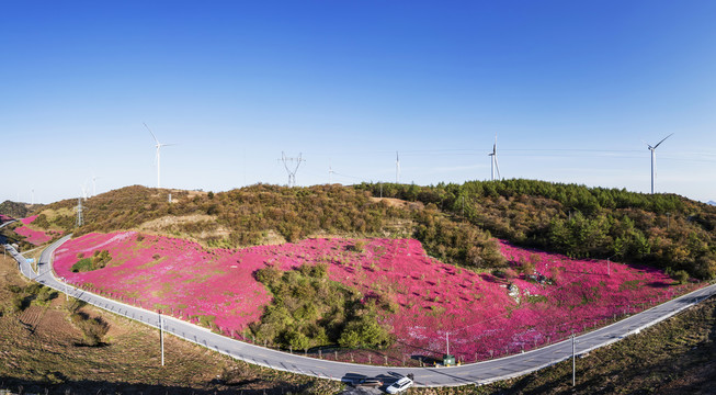 五峰滑雪场芝樱花盛开2