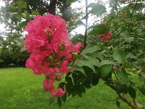 夏天的紫薇花