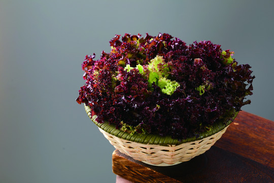 紫叶生菜