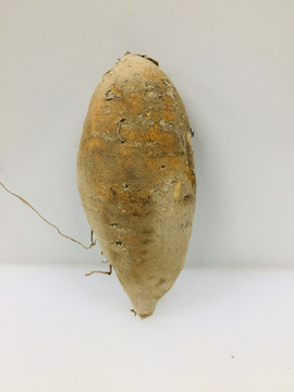 黄金蜜薯