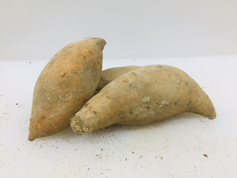 黄金蜜薯