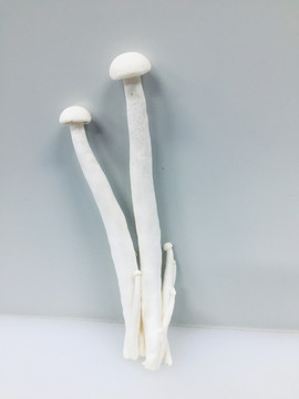 海鲜菇