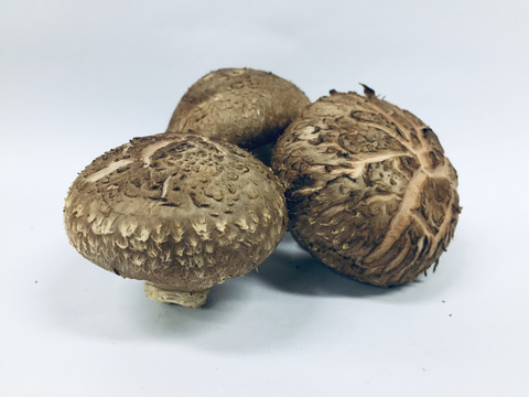 香菇