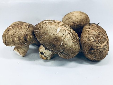 香菇