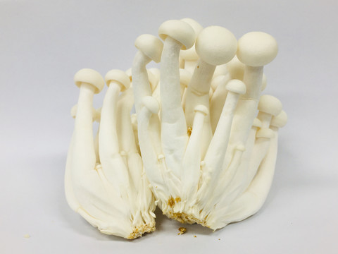 白玉菇