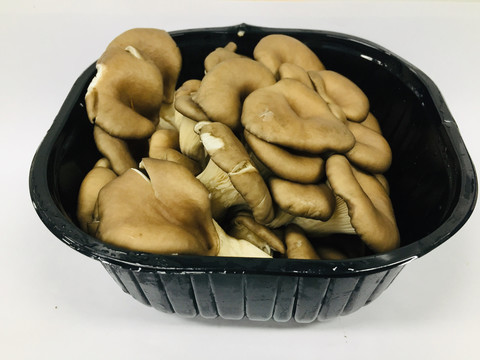 平菇