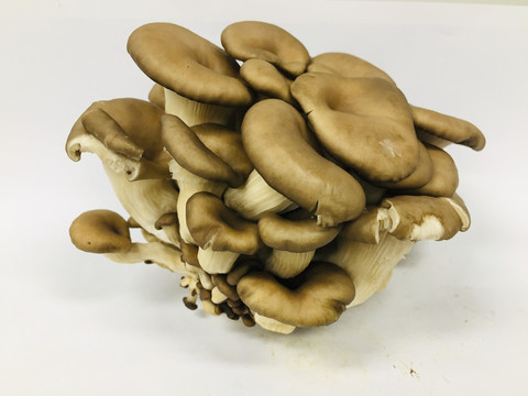 平菇
