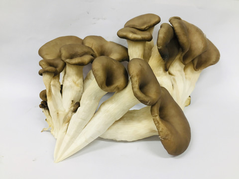 平菇