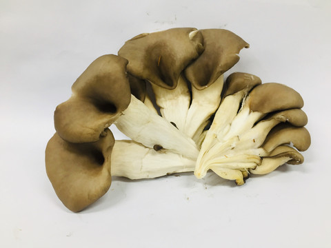 平菇