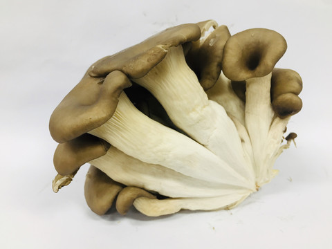 平菇