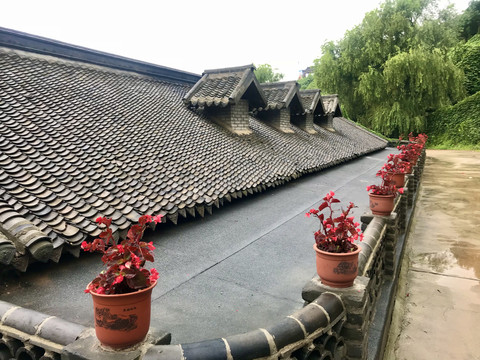 摆放四季海棠的屋顶