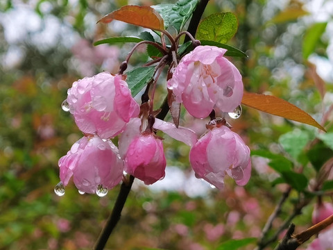 雨后滴着水珠的杏花特写