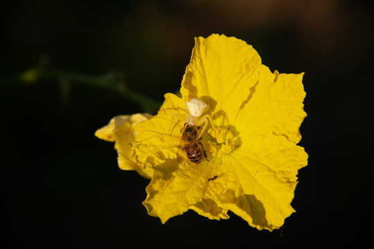 蜘蛛捕食蜜蜂