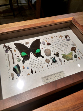 蝴蝶标本框