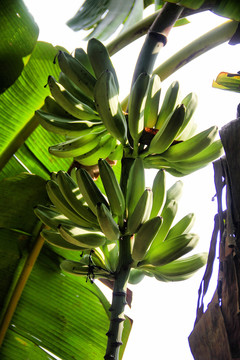 树上的青香蕉