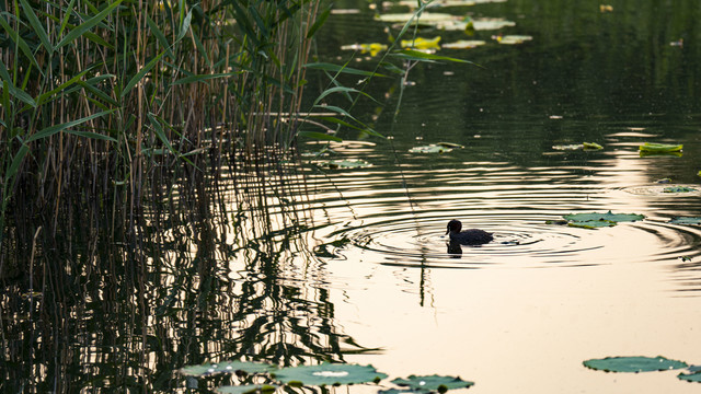 圆明园芦苇边游水的小鸭