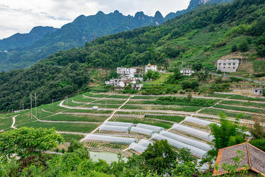 蔬菜种植地