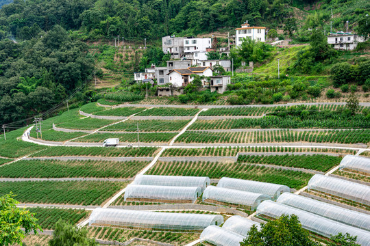 蔬菜种植地