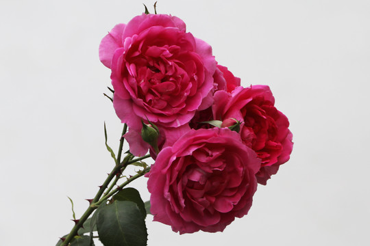 月季花