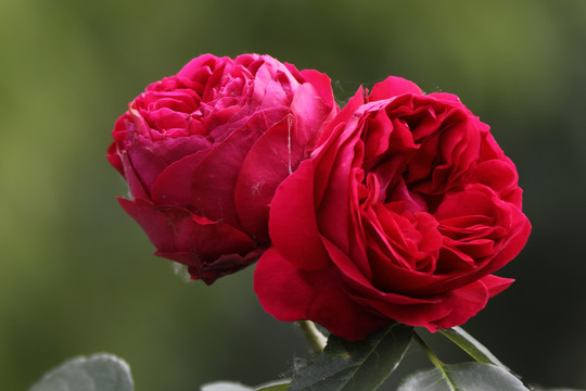 月季花