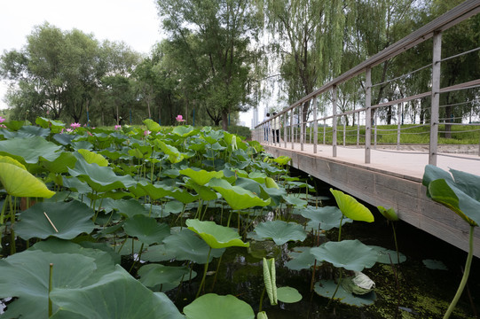 荷花池