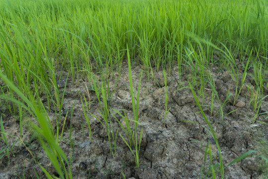 旱稻种植