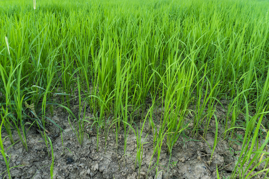 旱稻种植