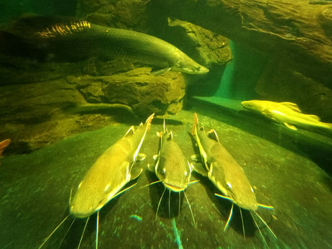 水族馆红尾护头鲿