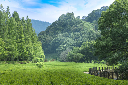 杭州梅家坞