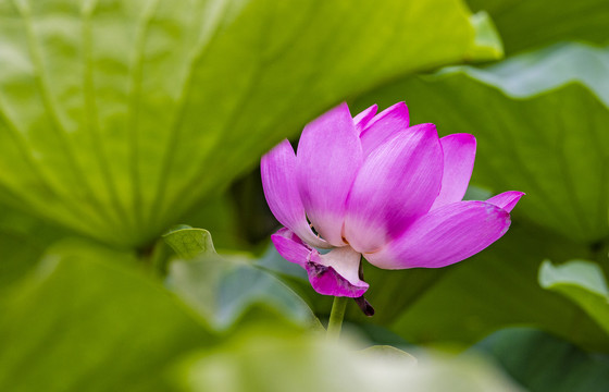 荷花