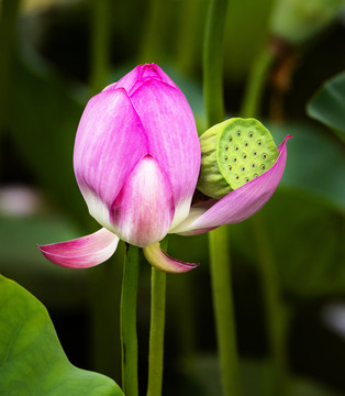 荷花