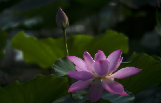 红荷花与花蕾图片