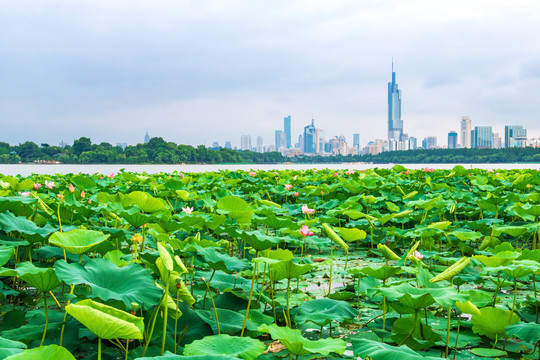 夏天荷花池公园城市建筑群