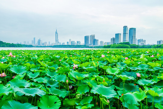 荷花丛夏天南京紫峰大厦