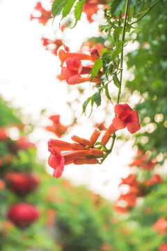 夏天红色凌霄花特写