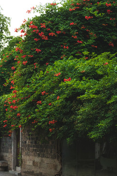 夏天红色凌霄花特写