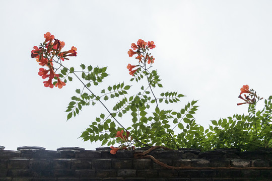 夏日凌霄花花卉