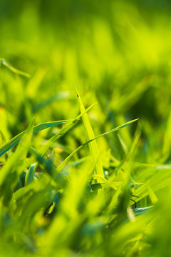 绿色植物小草草坪背景