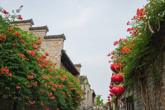 老门东凌霄花盛开夏天