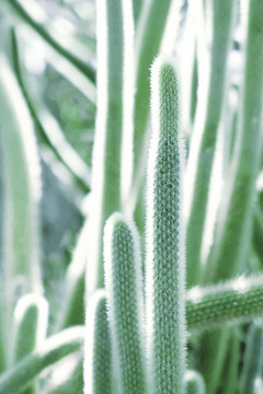 仙人掌耐旱植物