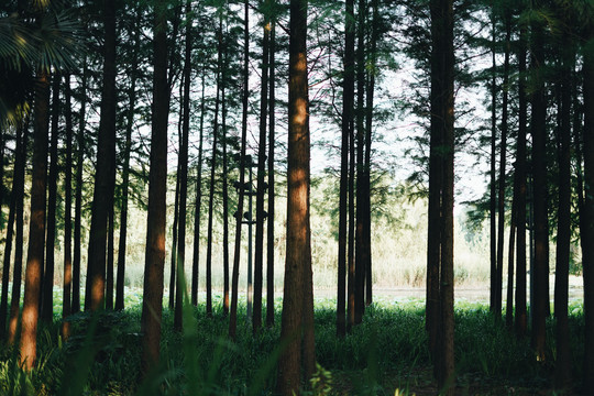 树林森林夏季绿色风景