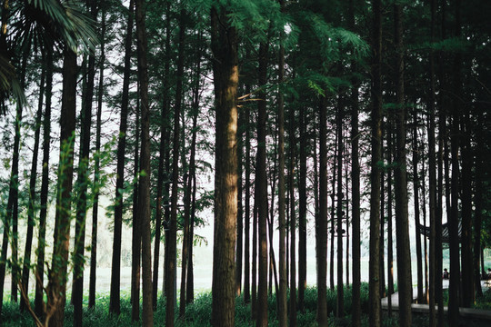 树林森林夏季绿色风景