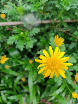 黄色小皱菊