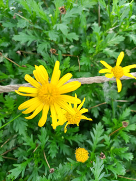 2朵黄色菊花