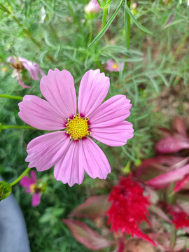 粉色小皱菊
